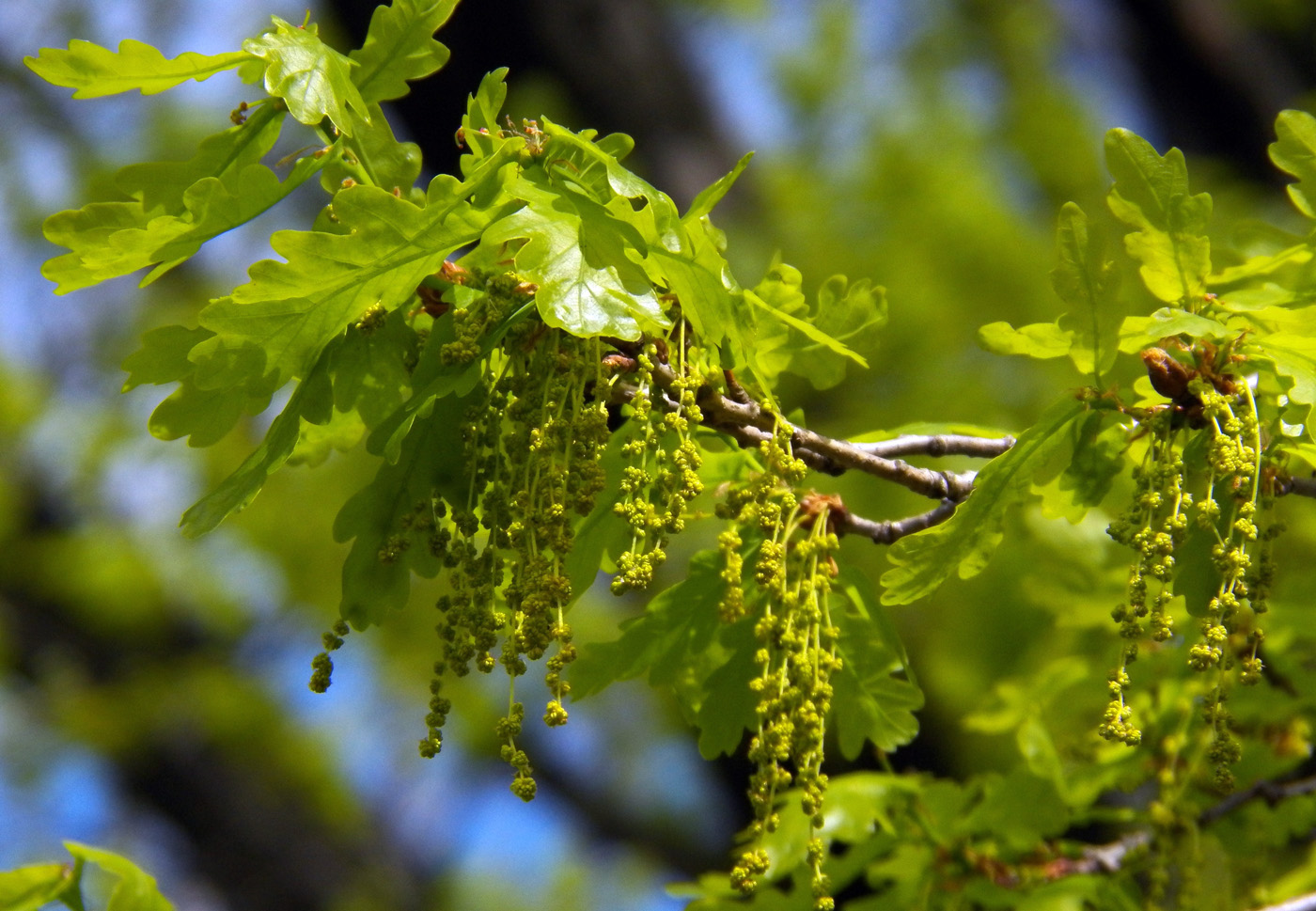 Image of Quercus robur specimen.