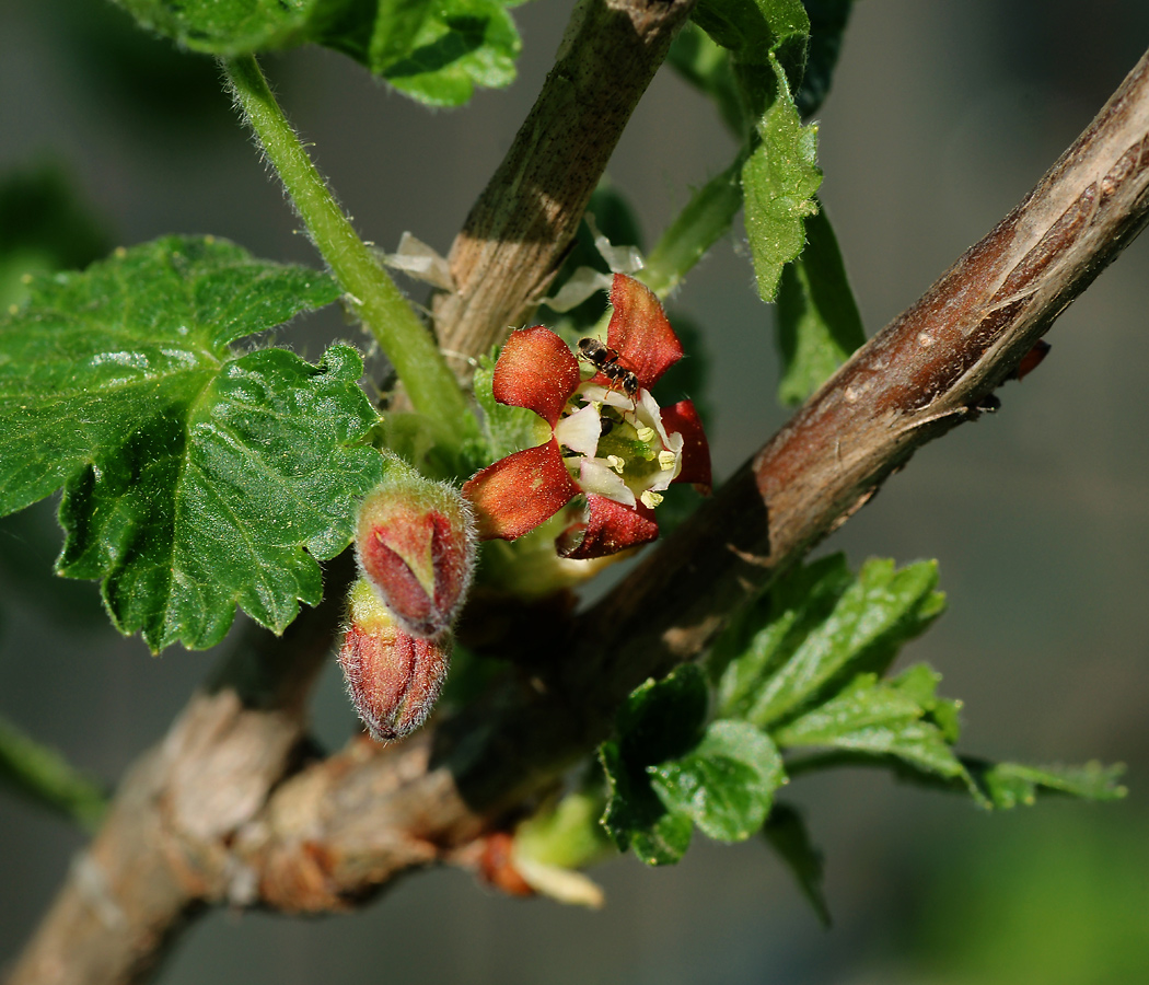 Изображение особи Grossularia uva-crispa.