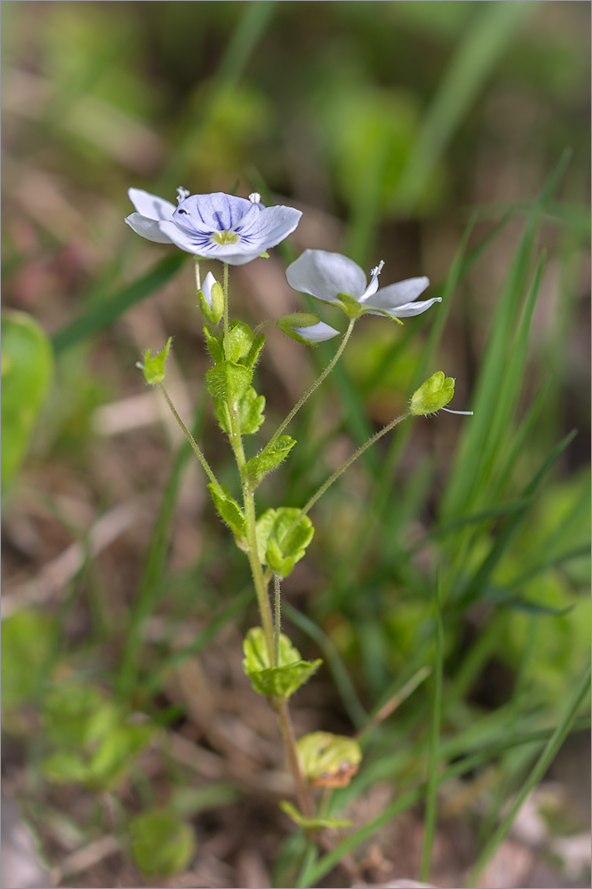Image of Veronica filiformis specimen.