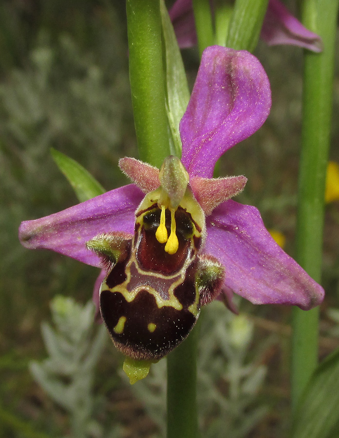 Изображение особи Ophrys &times; vallis-costae.