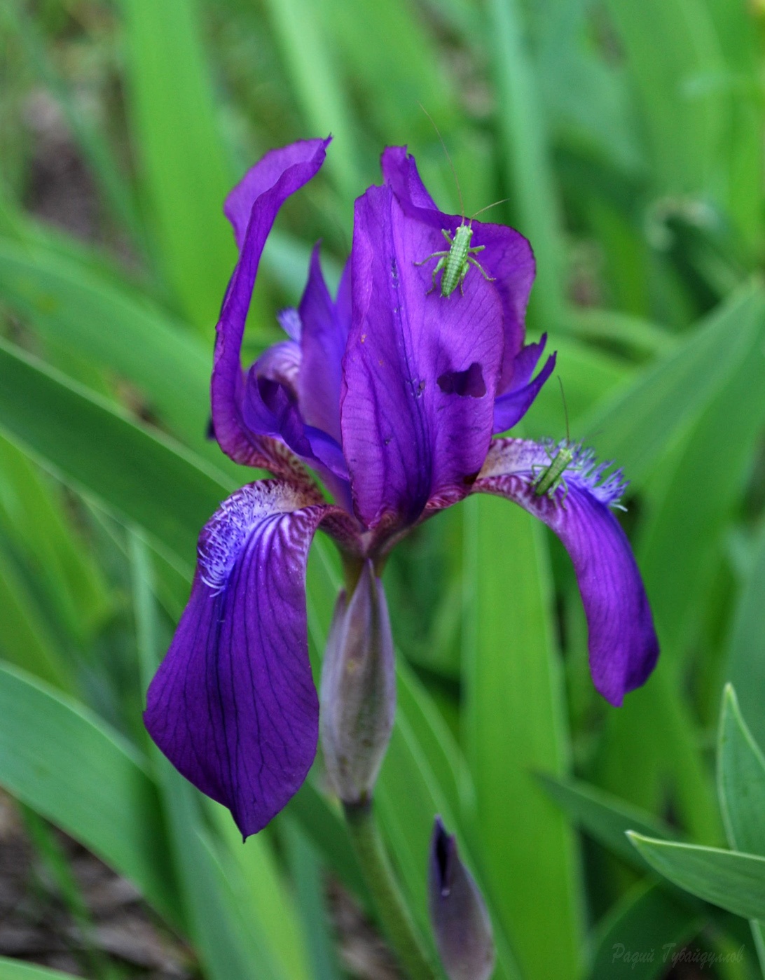 Изображение особи Iris aphylla.