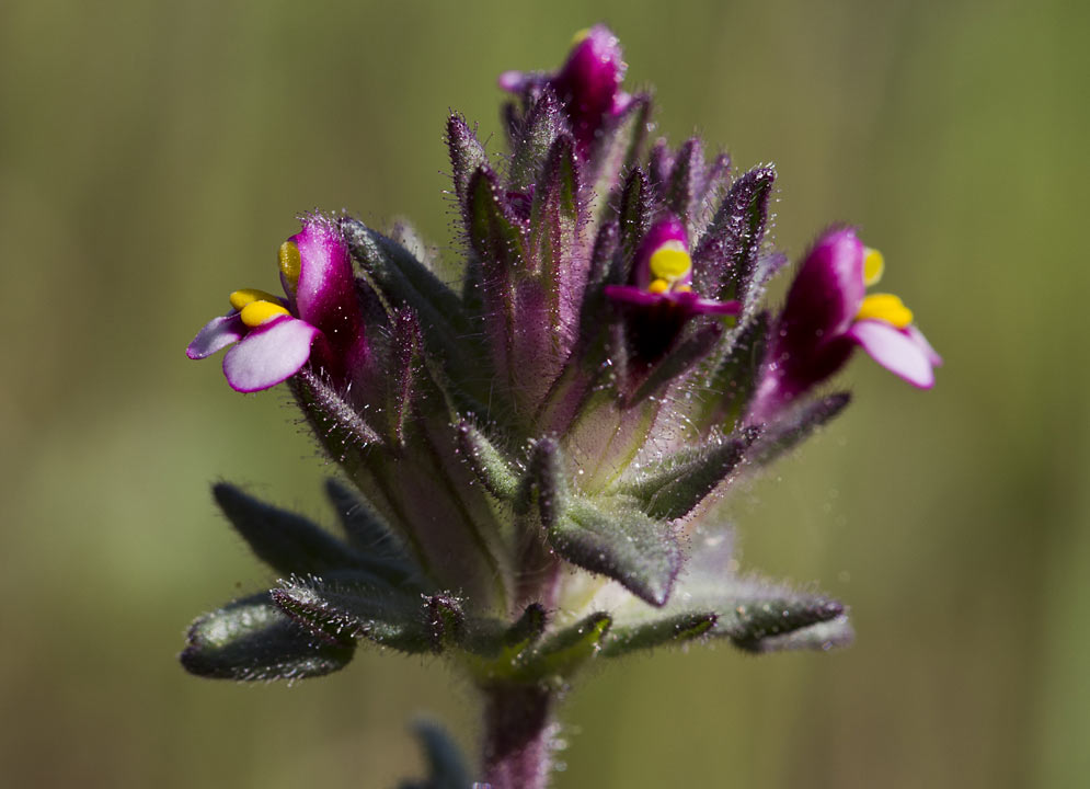 Image of Parentucellia latifolia specimen.