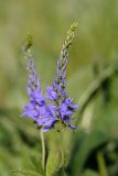 Veronica teucrium. Соцветие. Татарстан, Нижнекамский р-н, окр. дер. Благодатная, лесостепной участок с чередованием степи и перелесков с преобладанием дуба, открытый участок. 5 июня 2016 г.