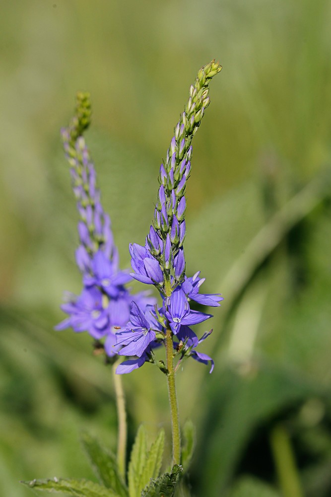 Image of Veronica teucrium specimen.