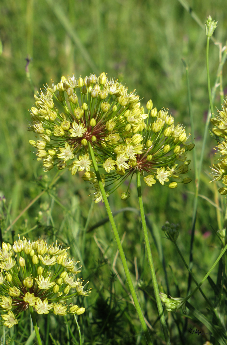 Изображение особи Allium eriocoleum.