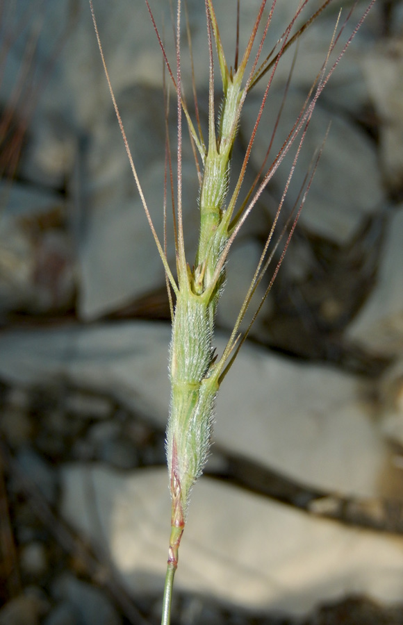 Изображение особи Aegilops triuncialis var. hirta.