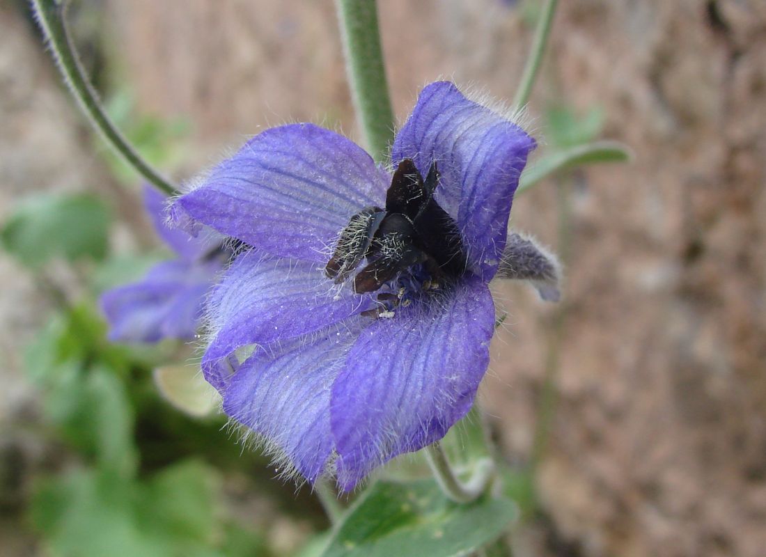 Image of Delphinium oreophilum specimen.