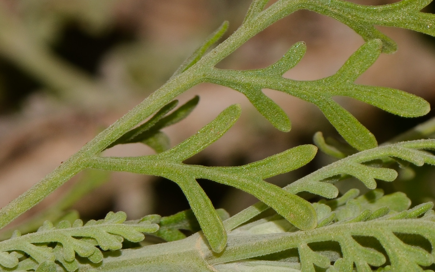 Image of Lavandula multifida specimen.