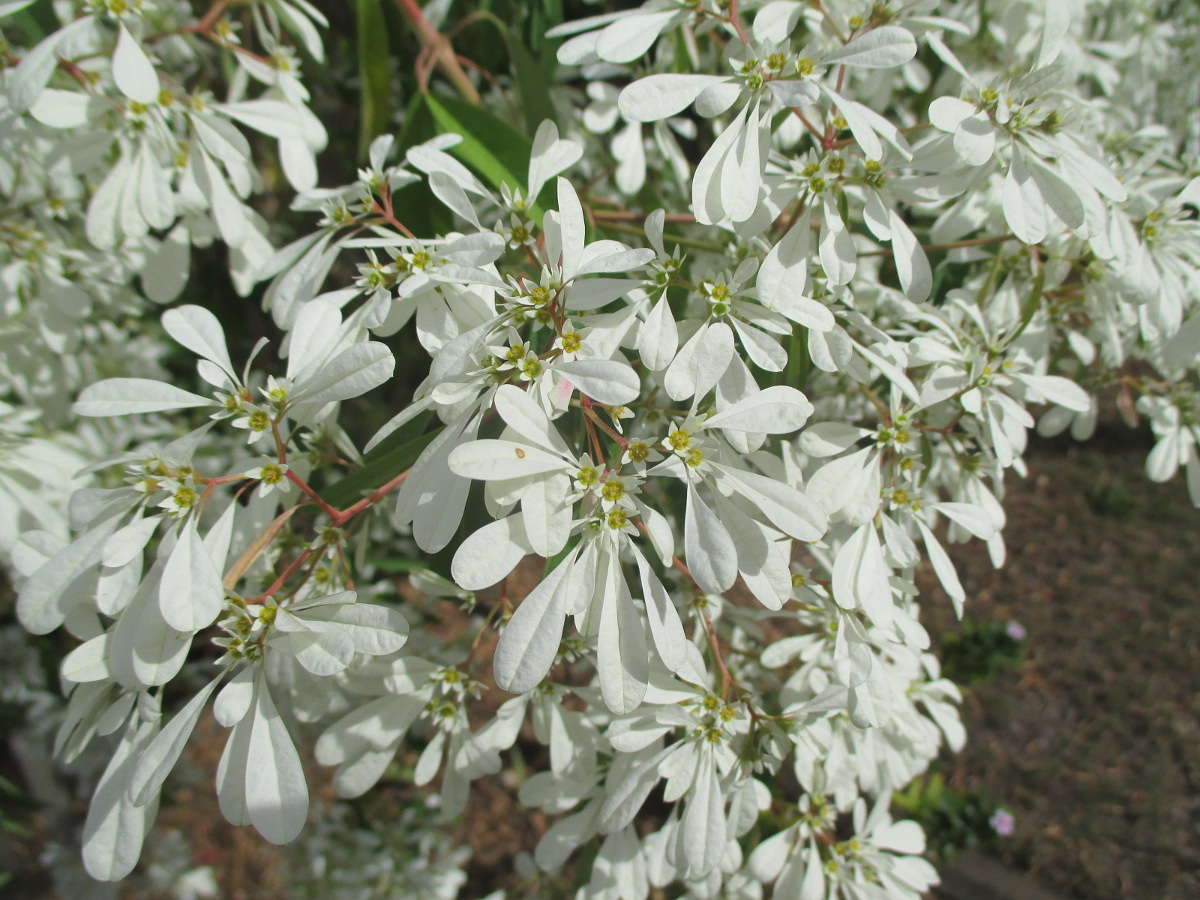 Image of Euphorbia leucocephala specimen.