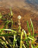 Sparganium emersum