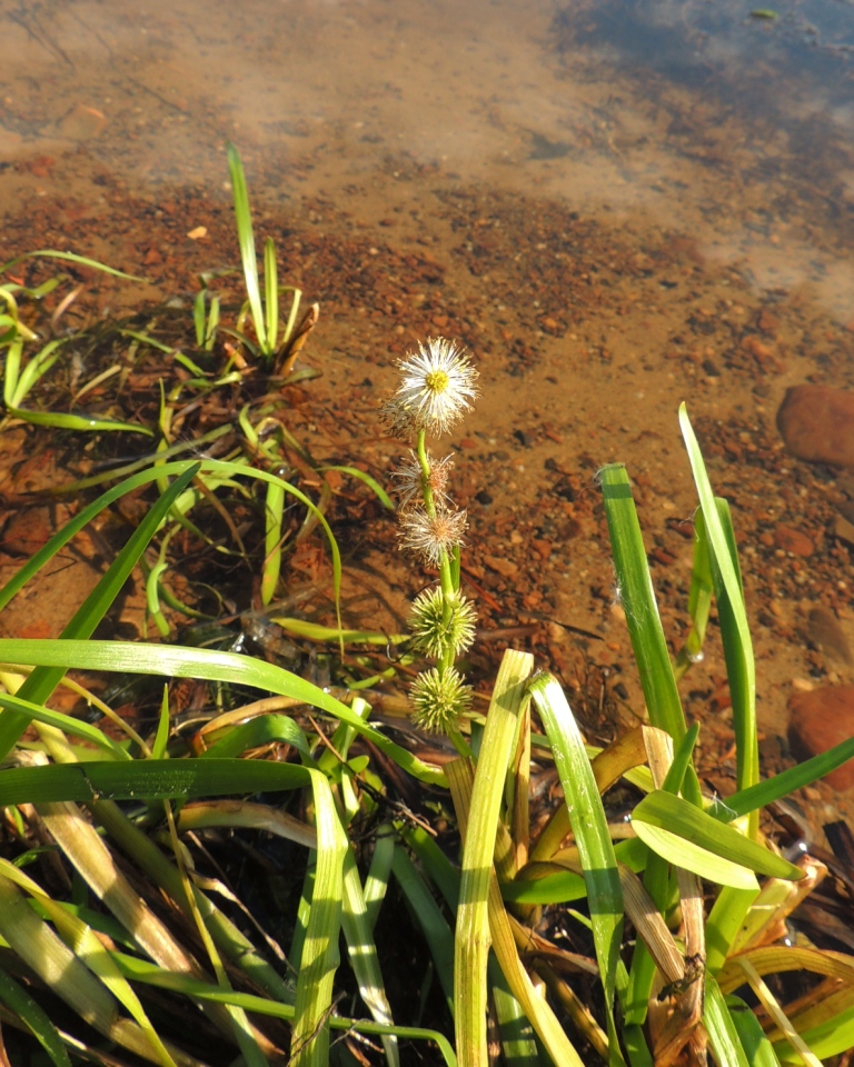 Image of Sparganium emersum specimen.