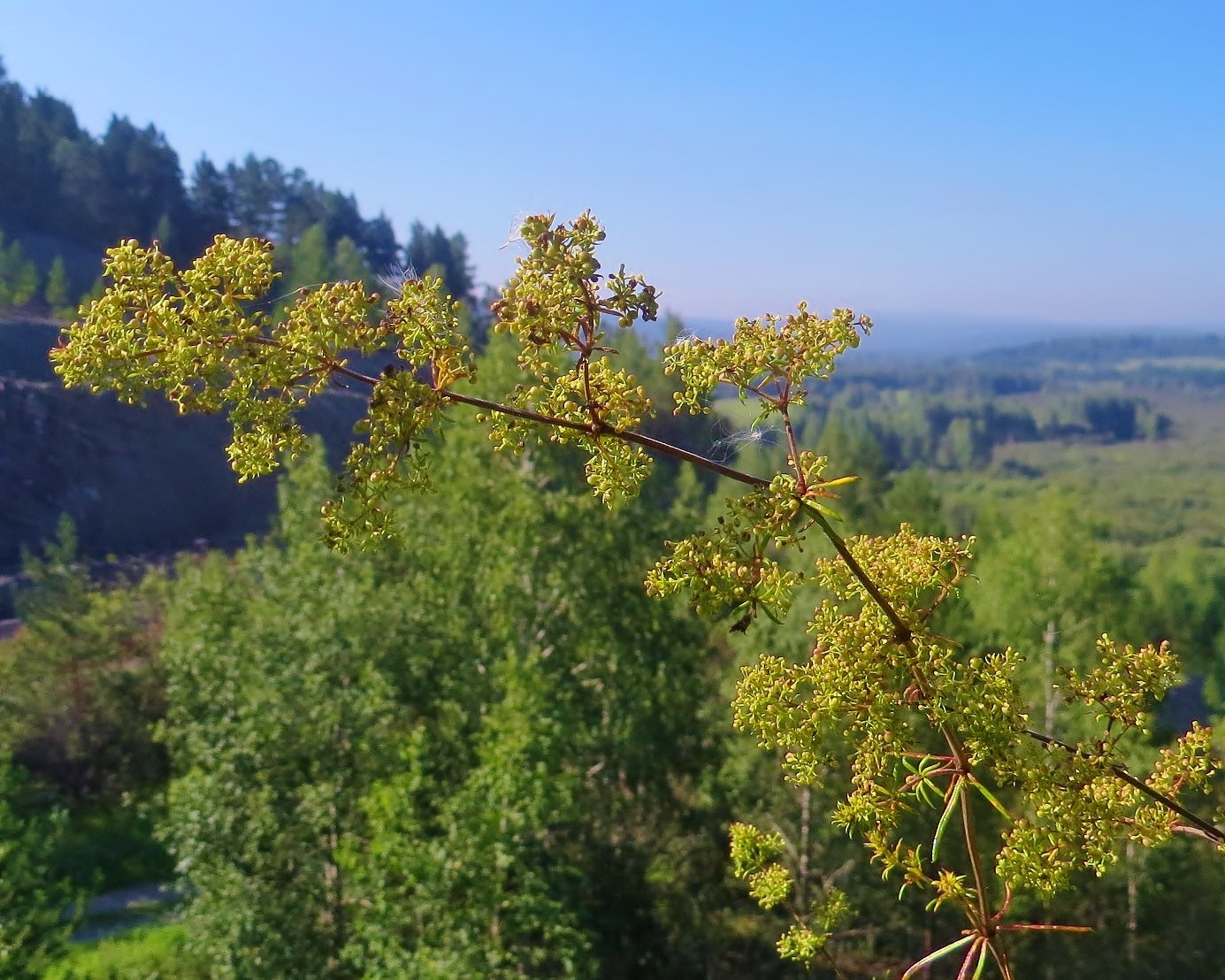 Изображение особи Galium verum.