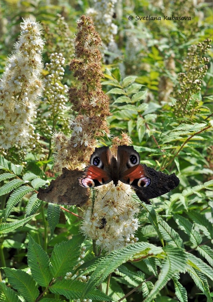 Image of Sorbaria sorbifolia specimen.