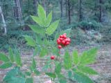 Actaea erythrocarpa