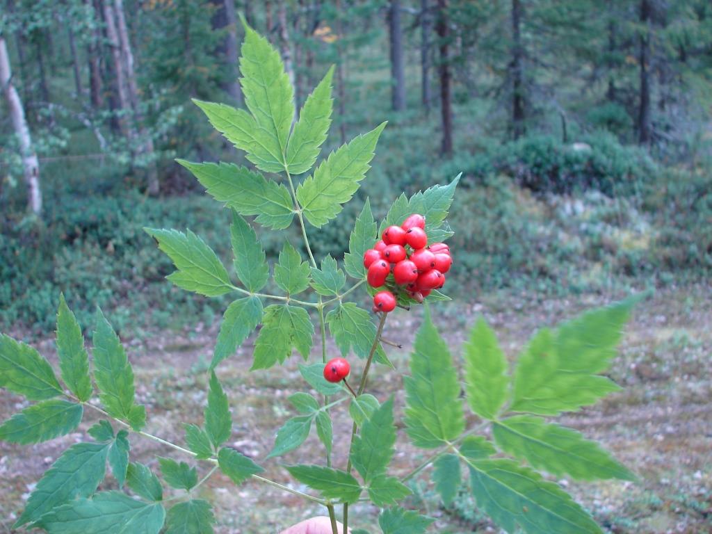 Изображение особи Actaea erythrocarpa.