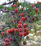 Larix cajanderi