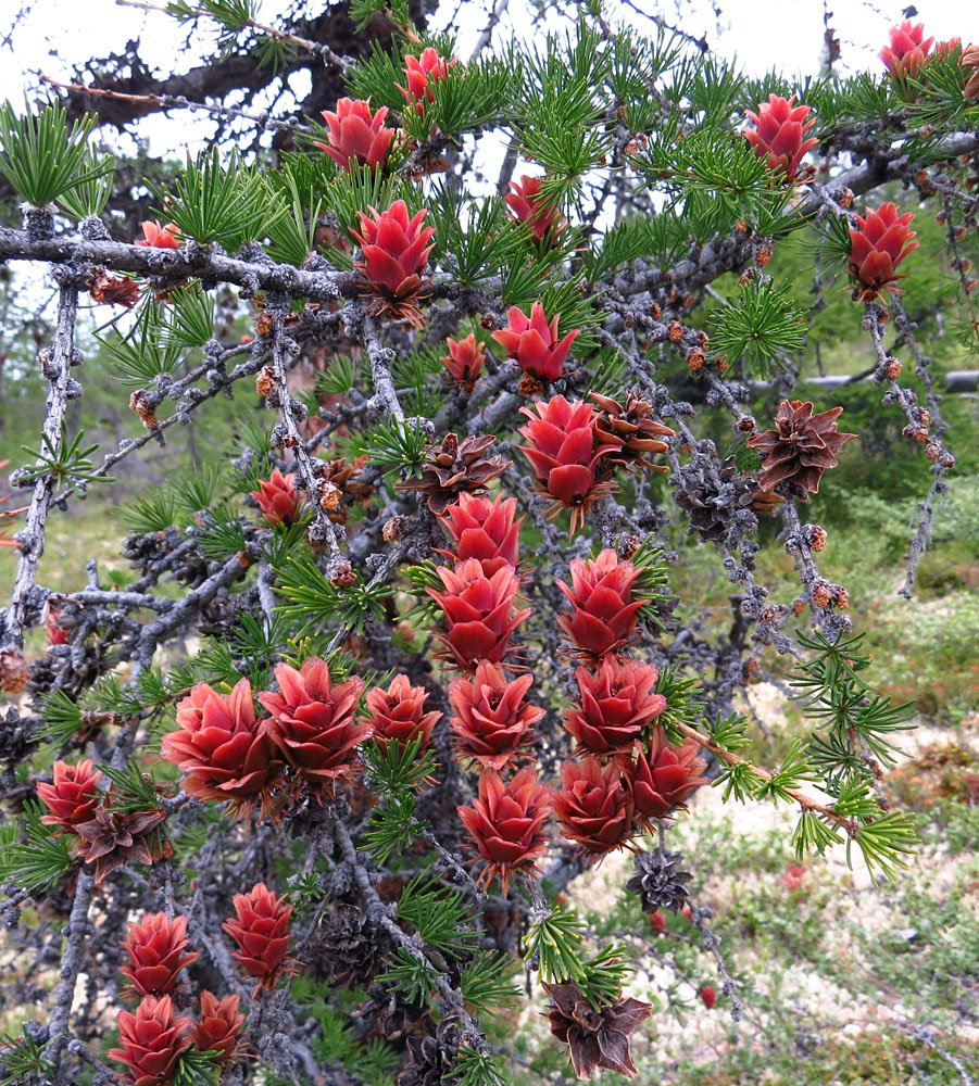 Image of Larix cajanderi specimen.