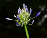 Agapanthus africanus