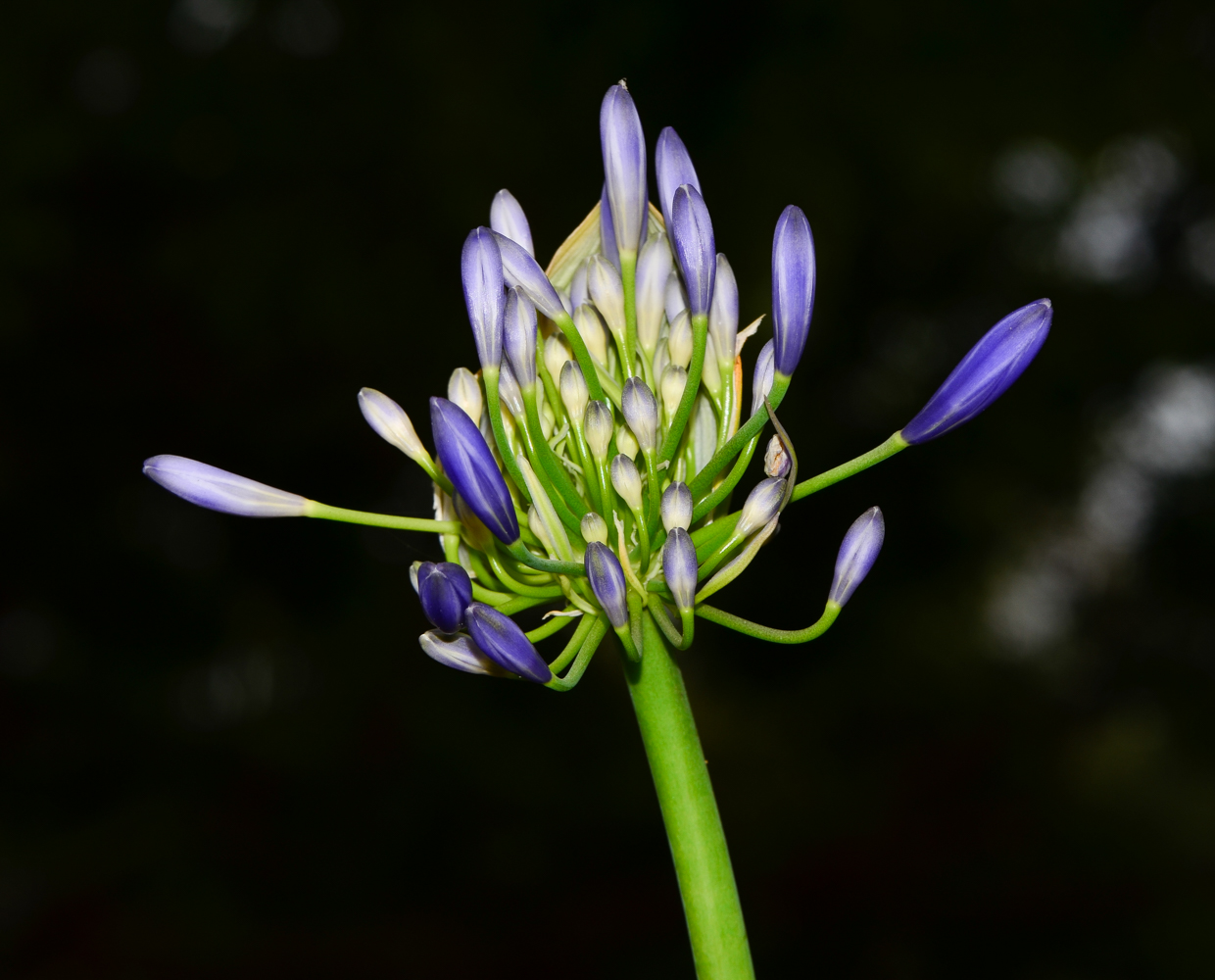 Image of Agapanthus africanus specimen.