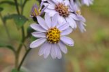 Aster ageratoides