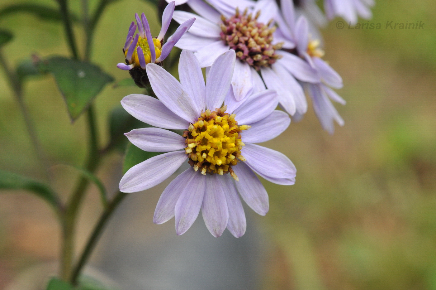 Изображение особи Aster ageratoides.