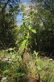 Inula thapsoides