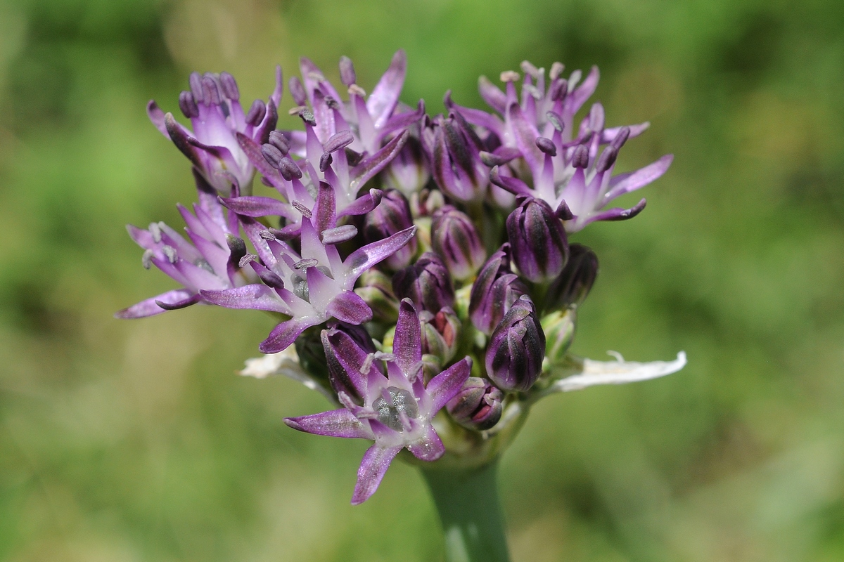 Изображение особи Allium minutiflorum.