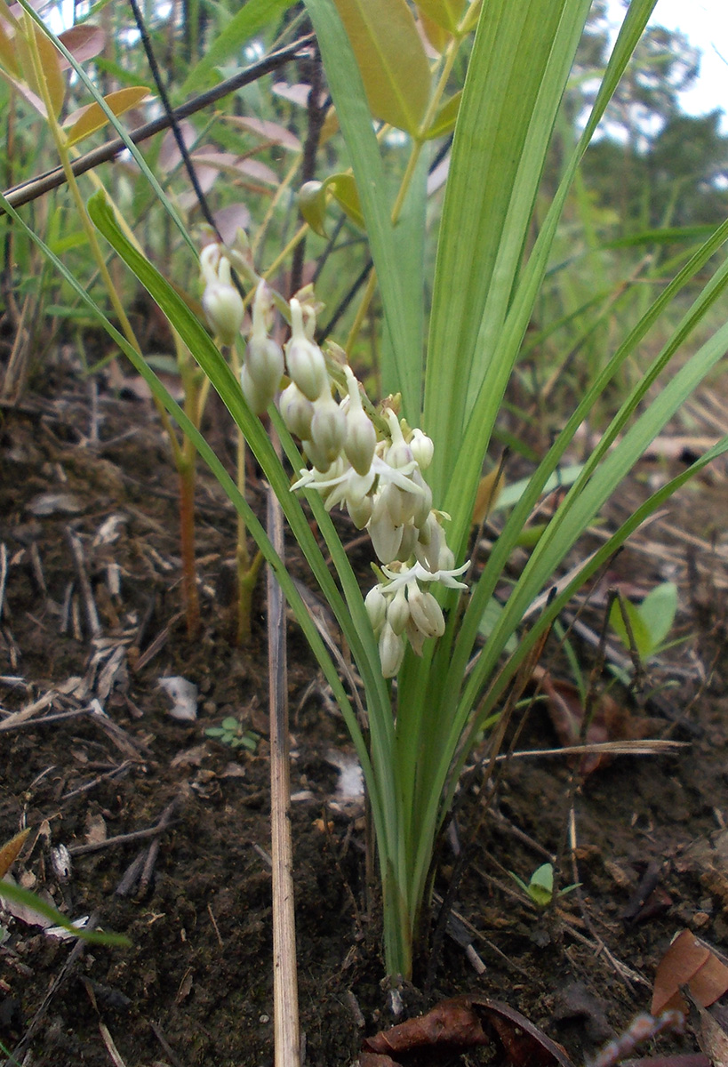 Image of genus Ophiopogon specimen.