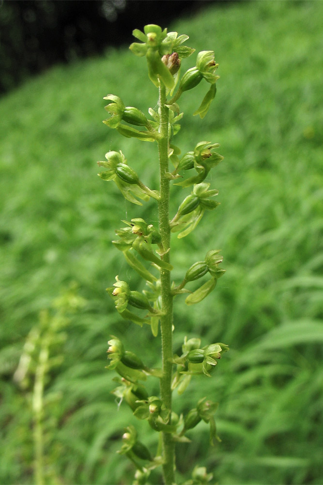 Изображение особи Listera ovata.