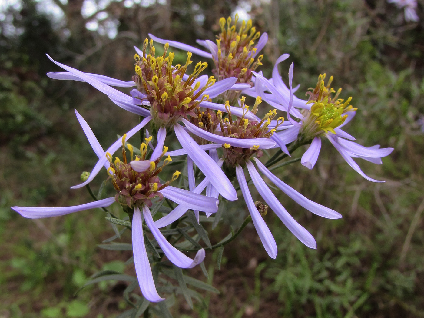 Изображение особи Galatella sedifolia.