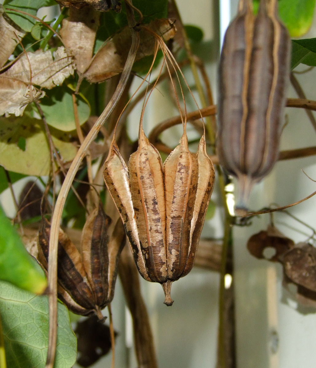 Изображение особи Aristolochia littoralis.