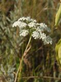 Pimpinella saxifraga. Соцветие. Украина, Запорожский р-н, Дурная балка, разнотравная степь. 17.07.2016.