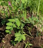 Lathyrus pisiformis. Нижняя и средняя части цветущего растения. Восточный Казахстан, Кокпектинский р-н, 25 км в горы от с. Пантелеймоновка, 1000 м н.у.м., просека в лесу. 13.06.2016.
