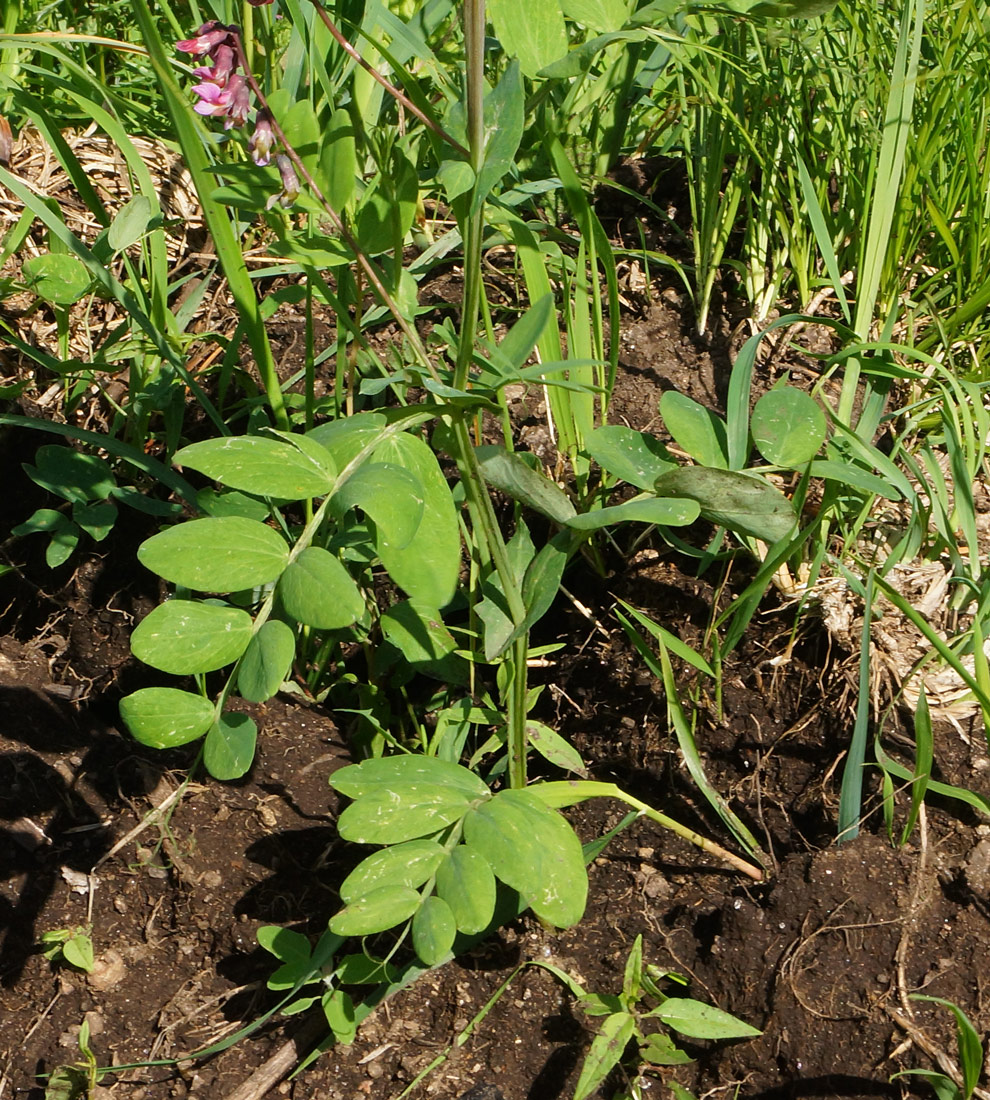 Изображение особи Lathyrus pisiformis.