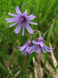Soldanella montana. Соцветие. Украина, Ивано-Франковская обл., Верховинский р-н, хребет Черногора, ольховое криволесье, 1300-1400 м н.у.м. 4 июня 2009 г.