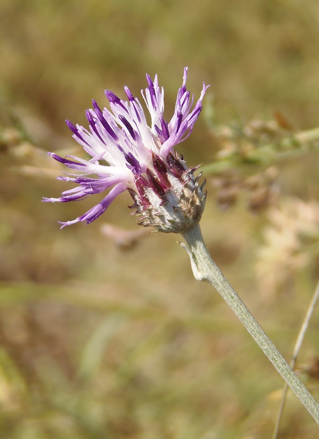 Image of Jurinea calcarea specimen.