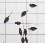Achnatherum virescens