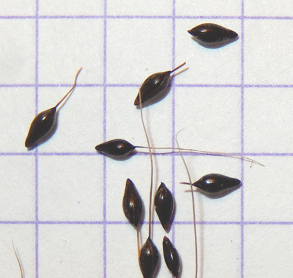 Image of Achnatherum virescens specimen.