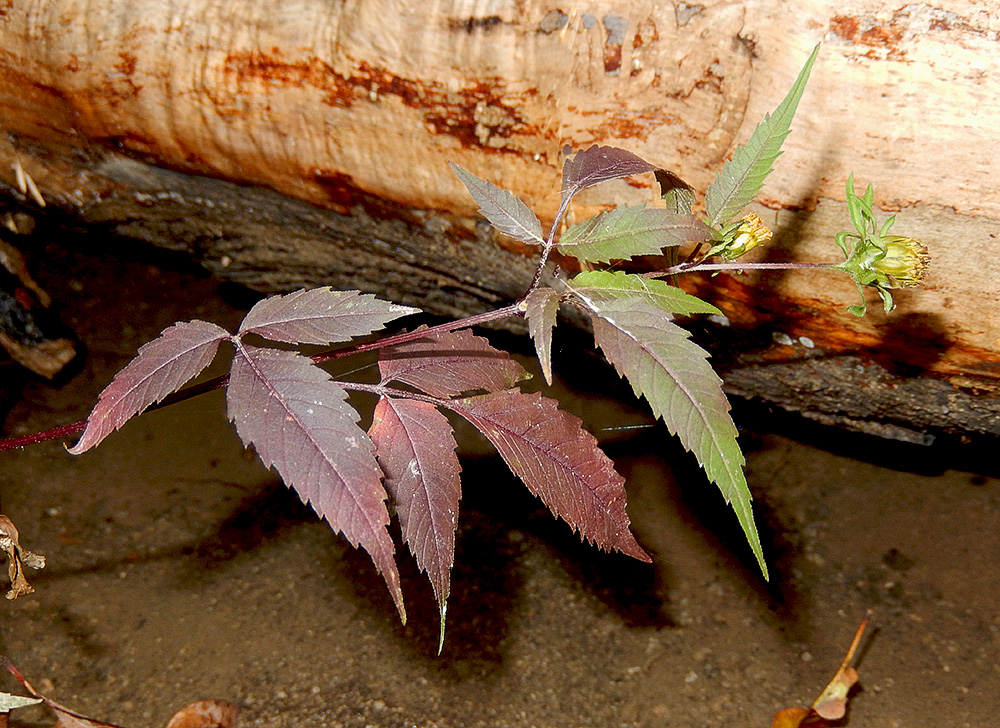 Изображение особи Bidens frondosa.