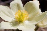 Pulsatilla patens