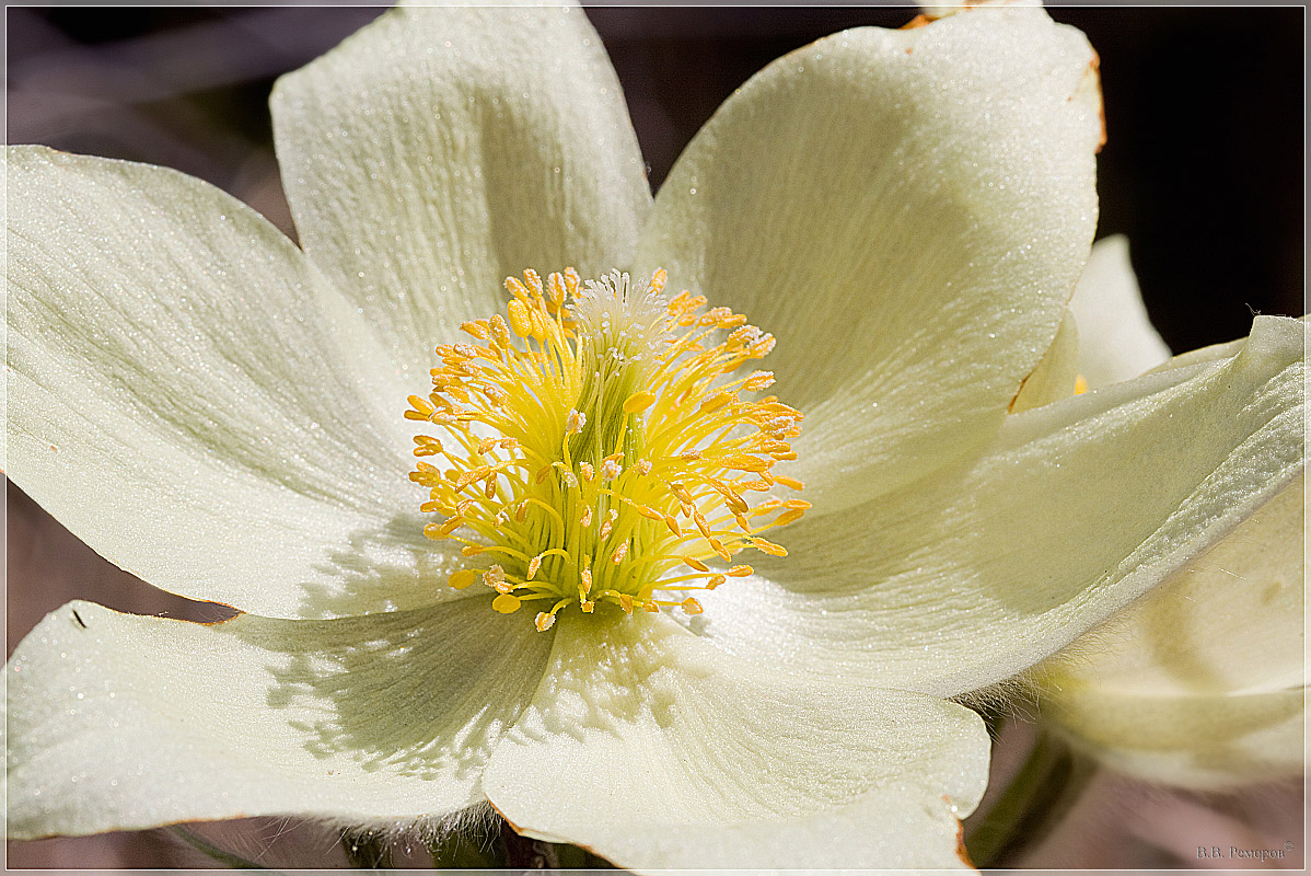 Изображение особи Pulsatilla patens.