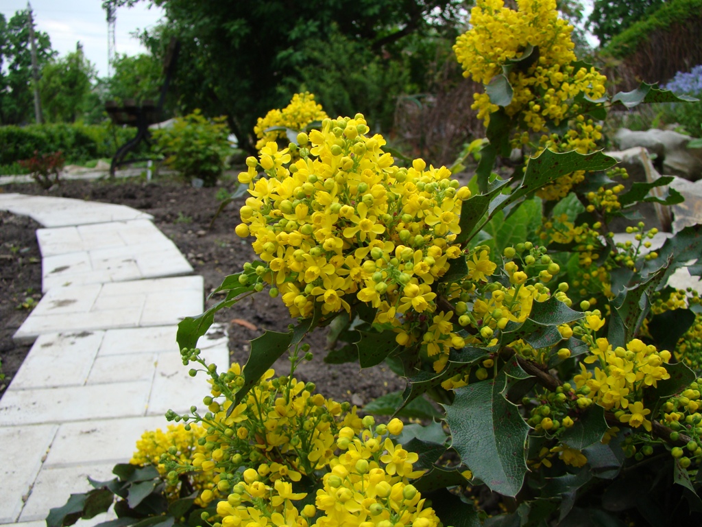 Image of Mahonia aquifolium specimen.