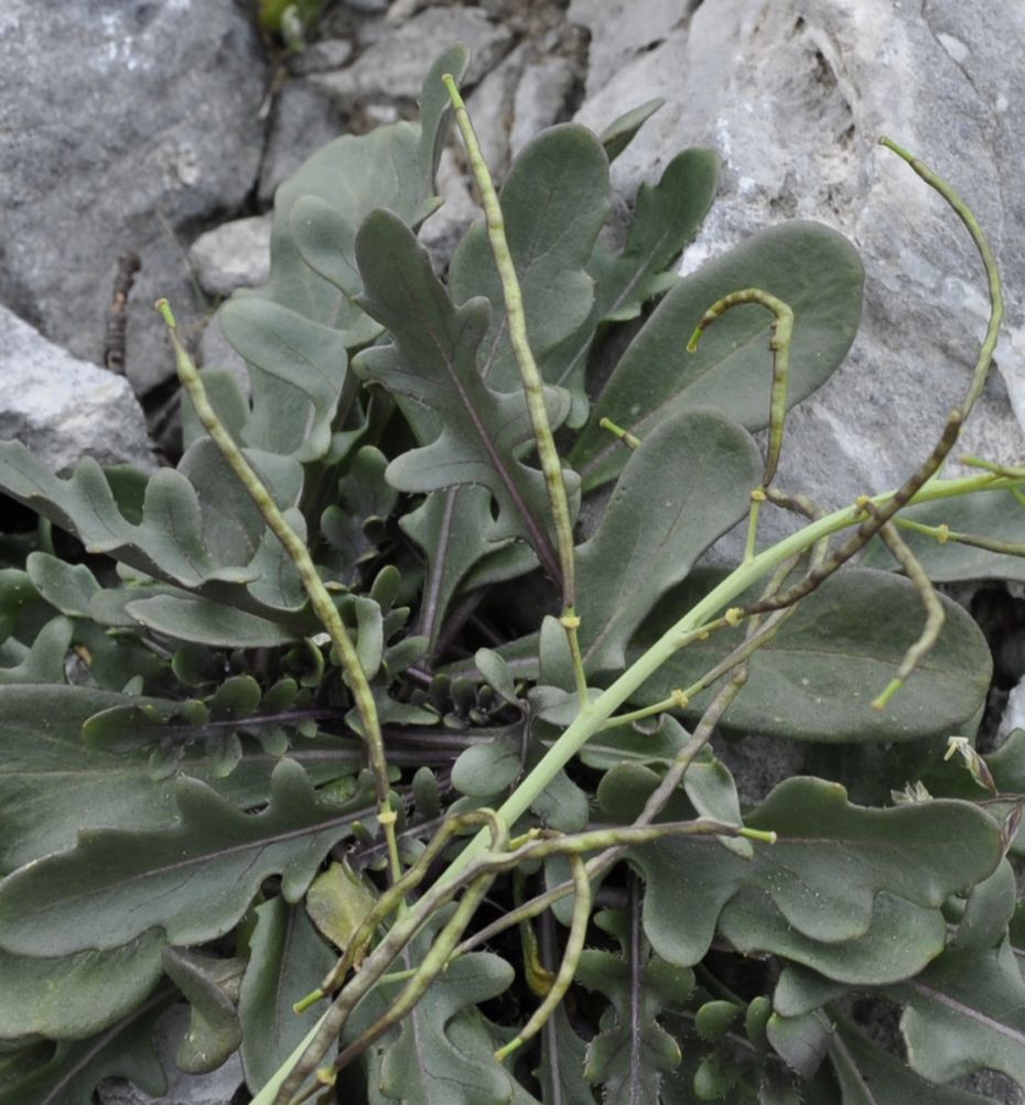 Изображение особи Brassica nivalis.