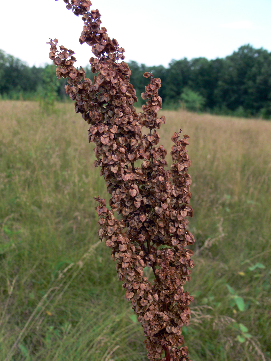 Изображение особи Rumex crispus.