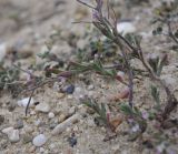 Brassicaceae