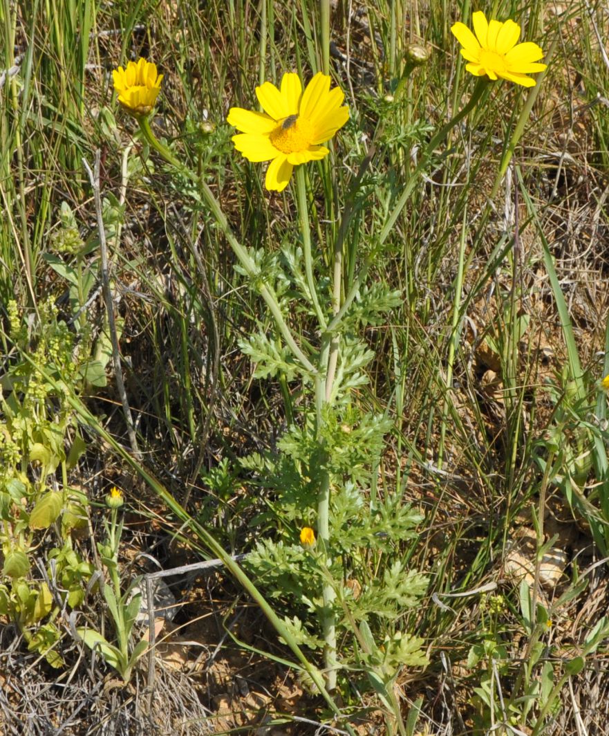 Изображение особи Glebionis coronaria.