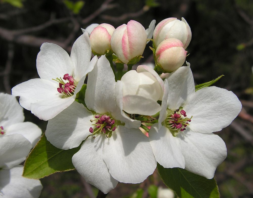 Image of Pyrus ussuriensis specimen.