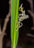 Carex pilosa. Часть побега с женским соцветием. Молдова, Кишинев, Ботанический сад АН Молдовы. 10.04.2017.