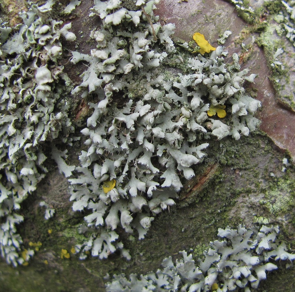 Image of Physcia adscendens specimen.