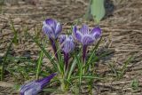 Crocus vernus